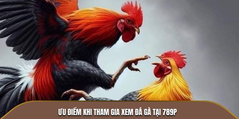 Ưu điểm khi tham gia xem đá gà tại 789P
