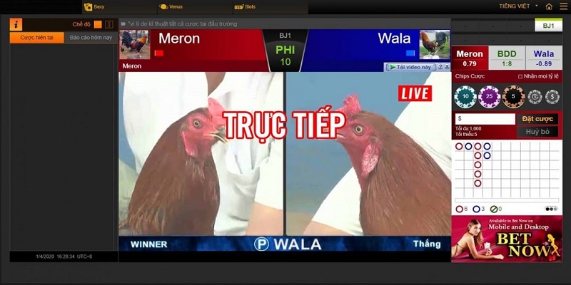 Người chơi nên chọn cửa cược Meron để dễ dàng đạt được chiến thắng