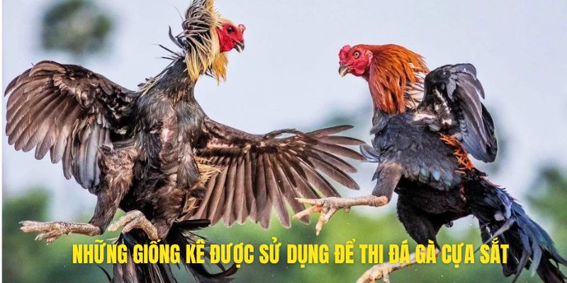 Những giống kê được sử dụng để thi đá gà cựa sắt