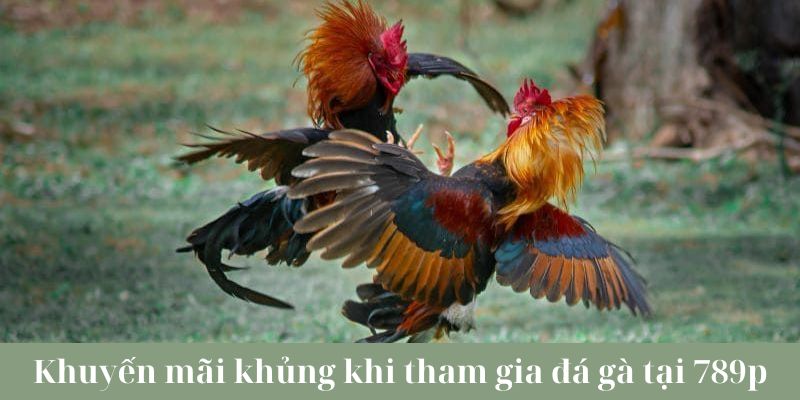 Khám phá những ưu đãi khủng khi tham gia đá gà trực tiếp campuchia