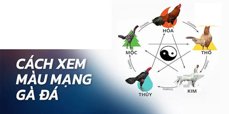 Gợi ích cách xem màu mạng đá gà