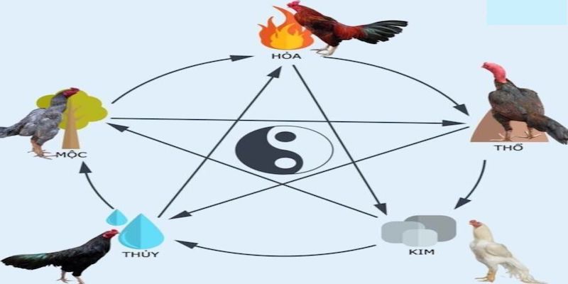 Màu mạng đá gà tương sinh và tương khắc