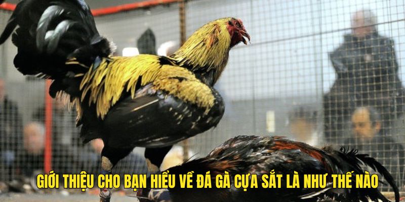 Giới thiệu cho bạn hiểu về đá gà cựa sắt là như thế nào