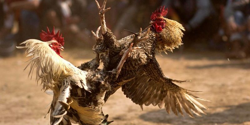 Bật mí quá trình diễn ra trận đấu đầy kịch tính