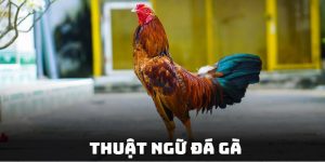 thuật ngữ đá gà