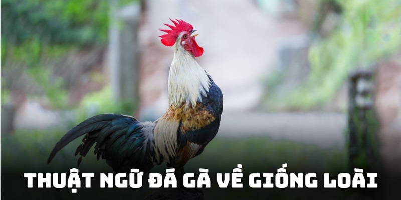 Thuật ngữ đá gà liên quan đến các giống thần kê